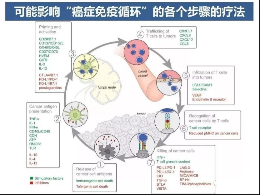 可能影响癌症免疫循环的各个步骤的疗法