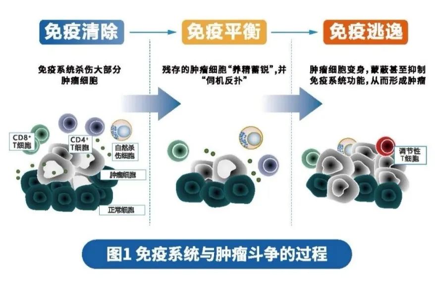 免疫疗法是怎么回事