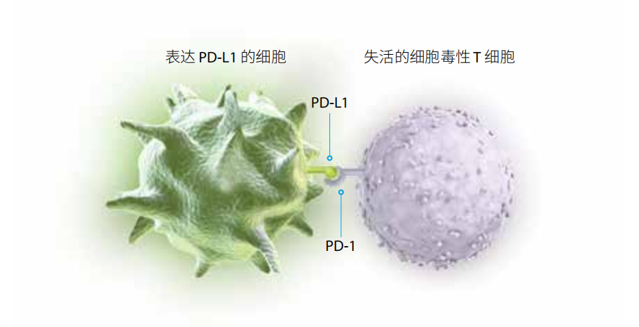PDL1免疫治疗是什么意思