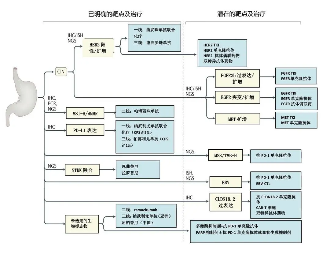 胃癌的基因突变靶点和靶向治疗药物