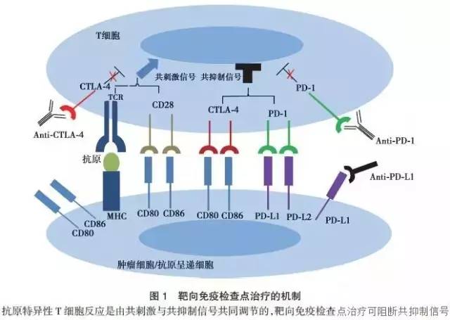 胃癌免疫治疗是什么意思